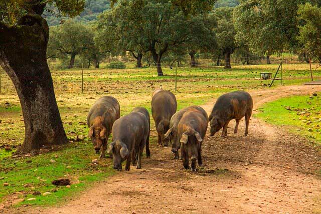 cerdo-dehesa-oleico-blog-mencas